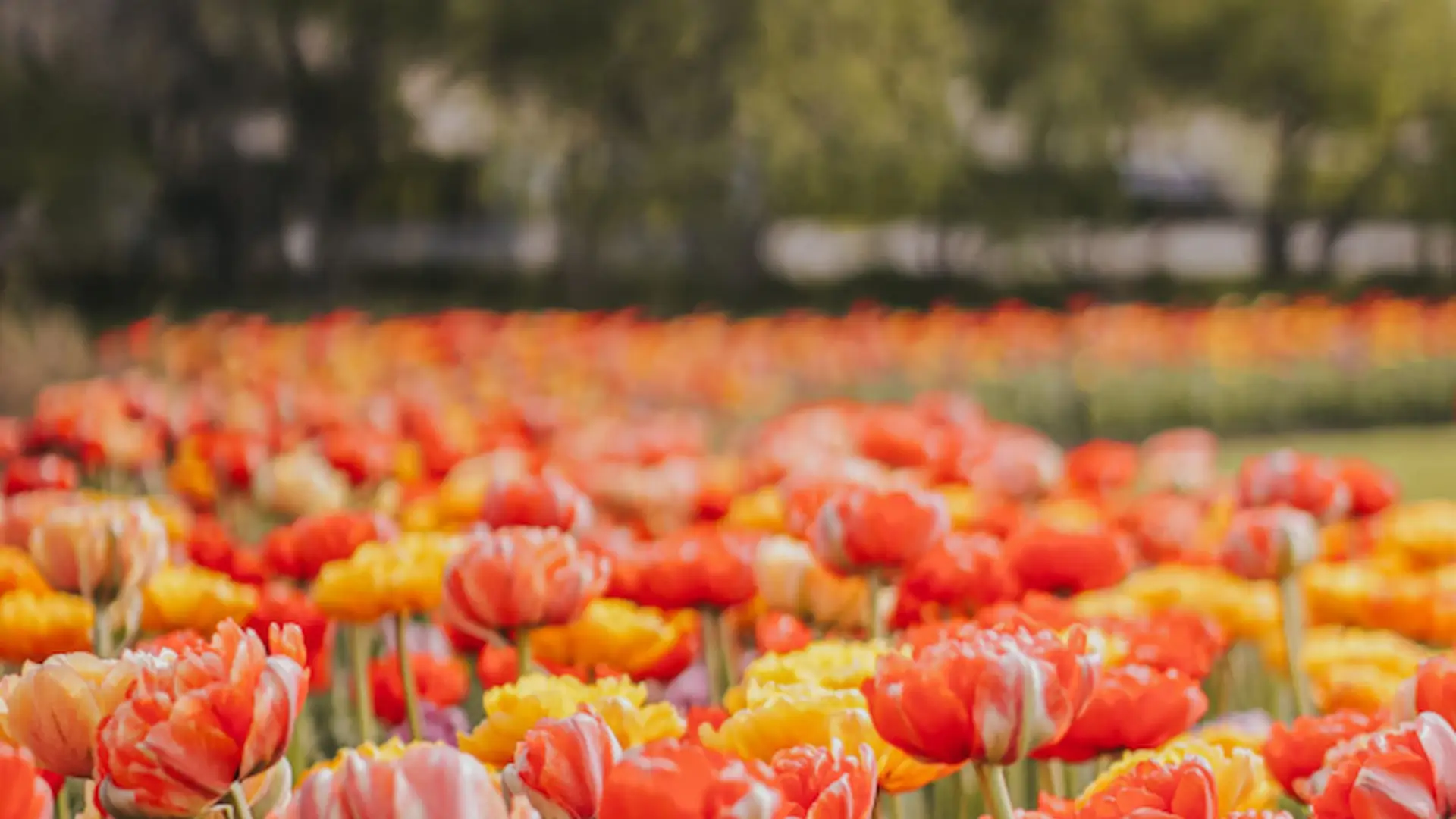Blog Your guide to tulip season in Gatineau-Ottawa
