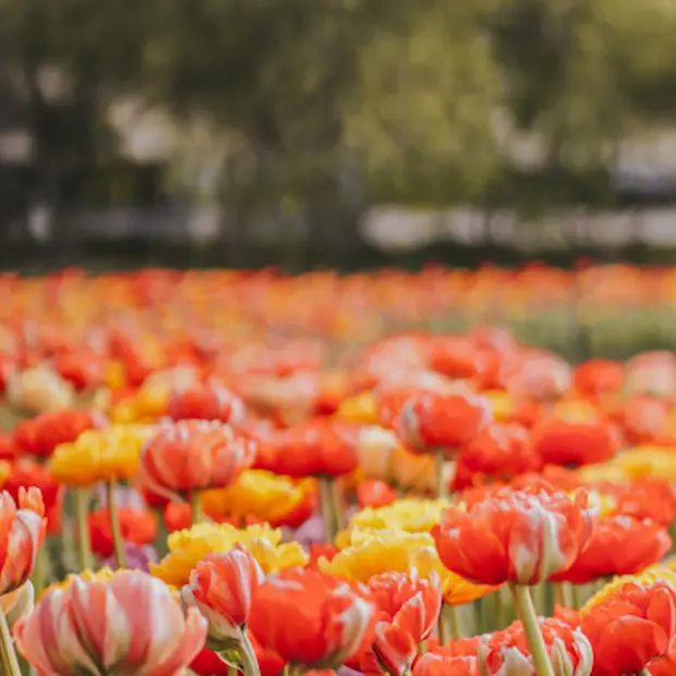 Your guide to tulip season in Gatineau-Ottawa