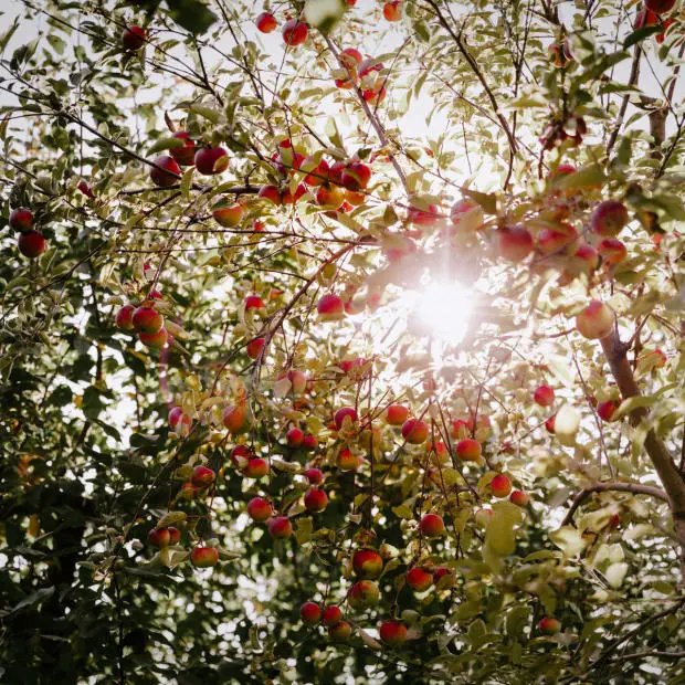 Orchards and cideries
