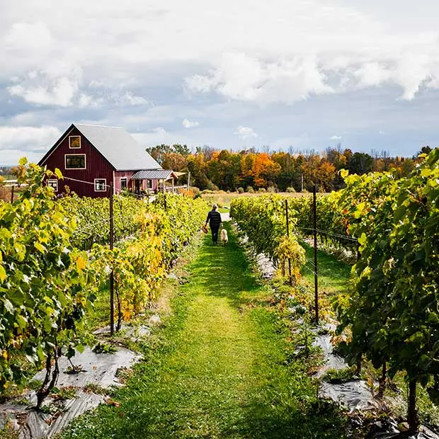Vineyards